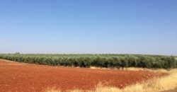 Finca de 100 hectáreas en Almagro ¡¡¡OPORTUNIDAD!!!