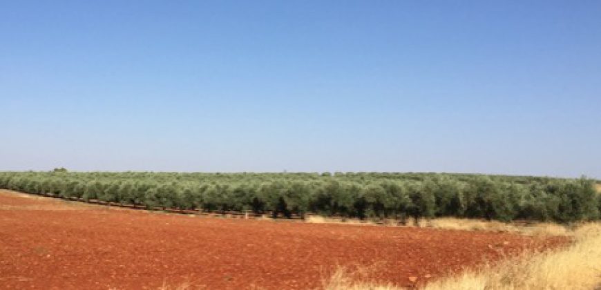 Finca de 100 hectáreas en Almagro ¡¡¡OPORTUNIDAD!!!