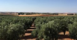 Finca de 100 hectáreas en Almagro ¡¡¡OPORTUNIDAD!!!