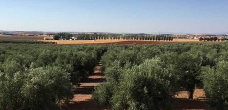 Finca de 100 hectáreas en Almagro ¡¡¡OPORTUNIDAD!!!