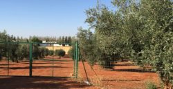 Finca de 100 hectáreas en Almagro ¡¡¡OPORTUNIDAD!!!