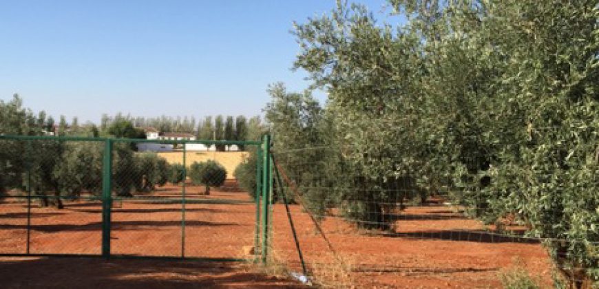 Finca de 100 hectáreas en Almagro ¡¡¡OPORTUNIDAD!!!