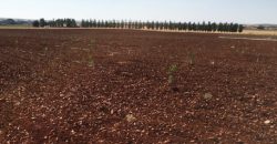 Finca de 100 hectáreas en Almagro ¡¡¡OPORTUNIDAD!!!