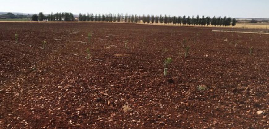 Finca de 100 hectáreas en Almagro ¡¡¡OPORTUNIDAD!!!
