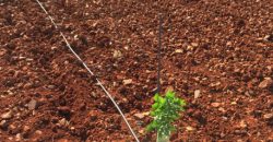 Finca de 100 hectáreas en Almagro ¡¡¡OPORTUNIDAD!!!