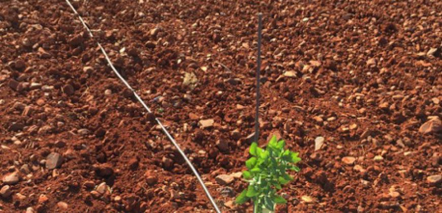 Finca de 100 hectáreas en Almagro ¡¡¡OPORTUNIDAD!!!