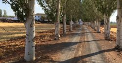 Finca de 100 hectáreas en Almagro ¡¡¡OPORTUNIDAD!!!